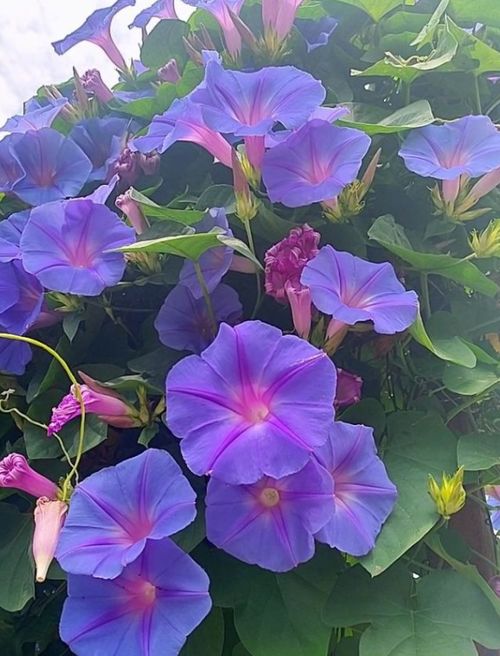 大牵牛花怎么种,从播种到绽放的全程指导