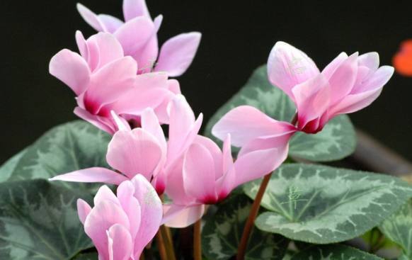 给仙客来施什么肥好,打造健壮花朵的秘密武器