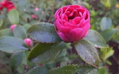 茶花花苞多久开放一次,多久绽放一次？