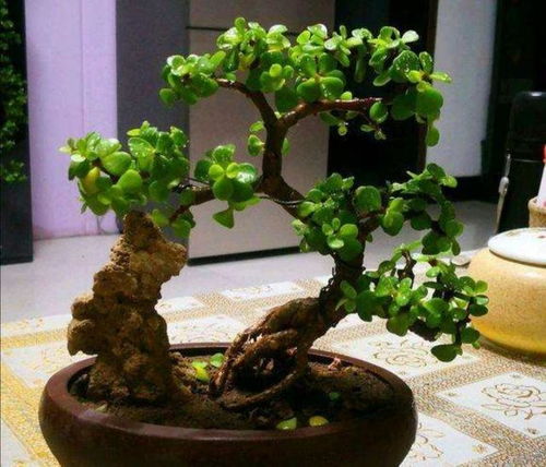 金枝玉叶盆景如何造型,匠心独运的艺术造型之道