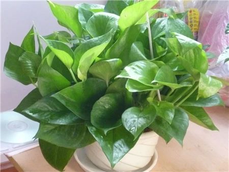 绿萝怎么养才能更旺盛,让绿萝生长更旺盛的五大关键技巧