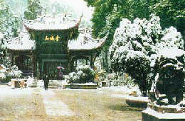 四季常青的树木有哪些,四季常青树木品种大盘点