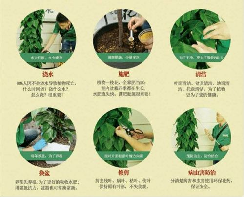 新花到家多久施肥,掌握施肥黄金期,助其茁壮成长