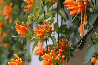 炮仗花适合什么季节养殖,把握最佳季节,绽放艳丽花朵