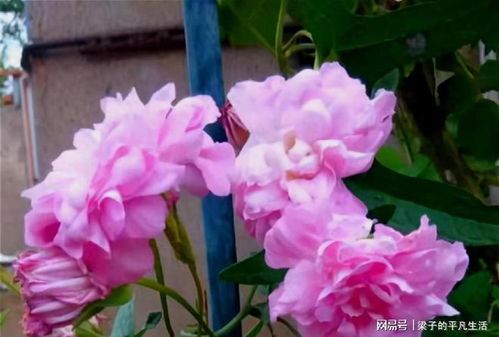 藤牡丹怎么养,打造美丽垂吊花墙