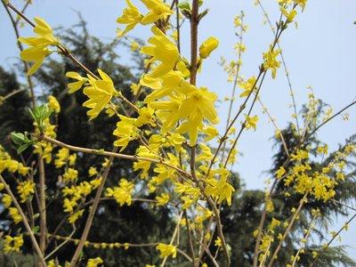 怎么样迎春花,如何欣赏与养护迎春花