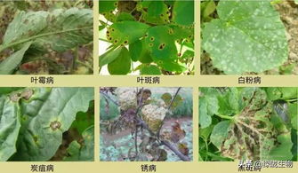 叶片发黄缺什么元素,缺哪种元素导致植物营养不良?