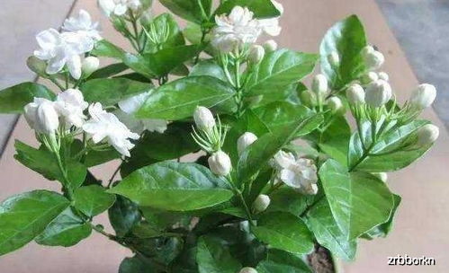 茉莉花什么时候换盆,茉莉花换盆最佳时机揭秘