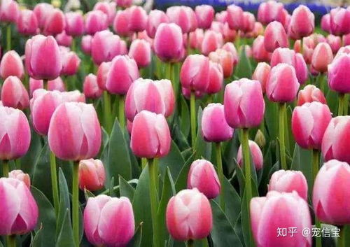郁金香球茎怎么种,从选种到养护的详细步骤
