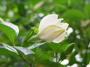 栀子花种什么土好,栀子花种植土壤选择攻略