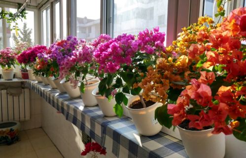 鲜花应该怎么养,揭秘鲜花的养生奥秘与实用方法