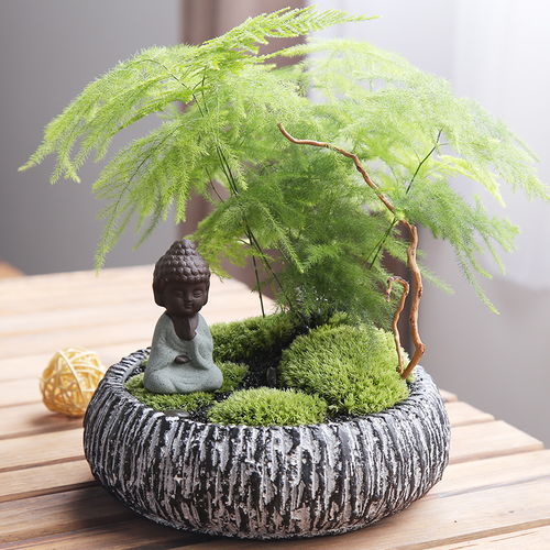 天门冬盆栽如何养护,打造健康绿意盎然的家居植物