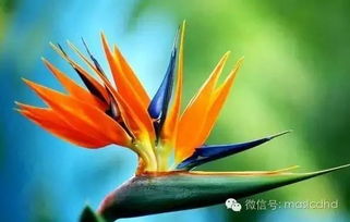 鹤望兰在北方怎么养殖,北方地区鹤望兰养殖攻略