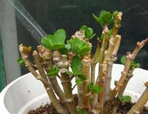 长寿花怎么修剪盆栽,塑造优美形态，延长观赏期