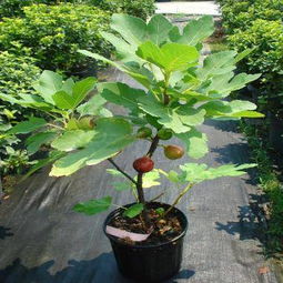 无花果没有花怎么传粉,无花之花如何繁衍生息