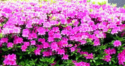 杜鹃花花语是什么,爱的喜悦与永恒的象征