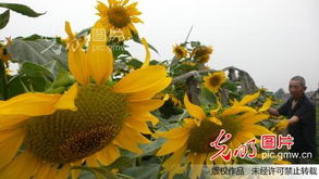 为什么太阳花不会结籽,揭秘太阳花不结籽的奇妙原因