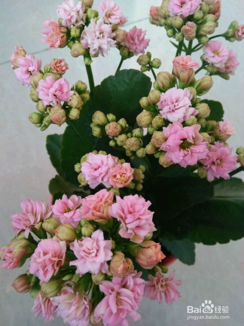 长寿花长什么样,翠绿叶片与鲜艳花朵的完美融合