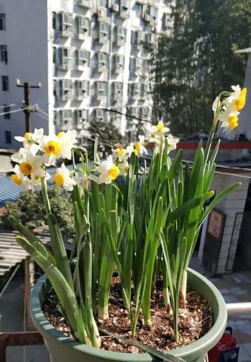 水仙开完花后怎么处理,重焕生机,年年盛开