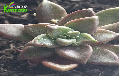 多肉生虫怎么办,高效防治攻略