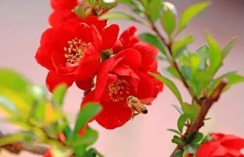 如何家里养好海棠花,打造家中美丽花景