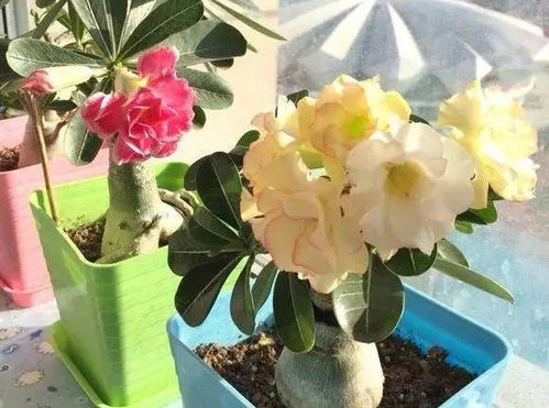 沙漠玫瑰多久浇一次水,科学浇灌,助力花朵绽放