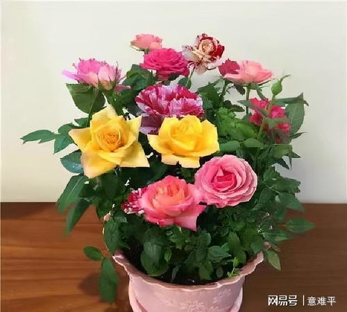 什么时候盆栽玫瑰,揭秘盆栽玫瑰绽放的秘密时刻