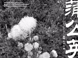 蒲公英的花长多少厘米,探寻自然之美