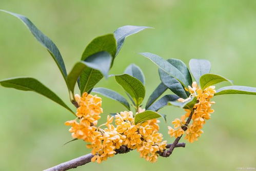 桂花对应的花语是什么,寓意吉祥——探寻桂花花语之美