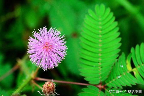含羞草怎么种植方法,从播种到养护的实用指南