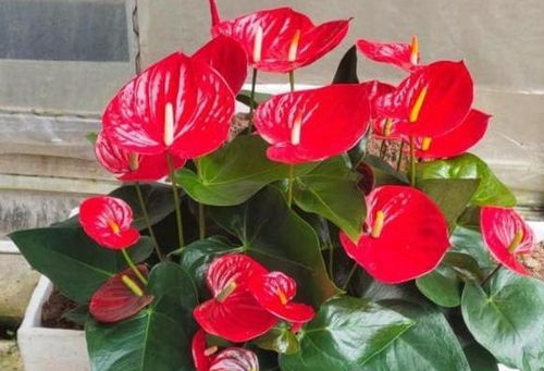 红掌花烂了怎么处理,让你的红掌重焕生机！