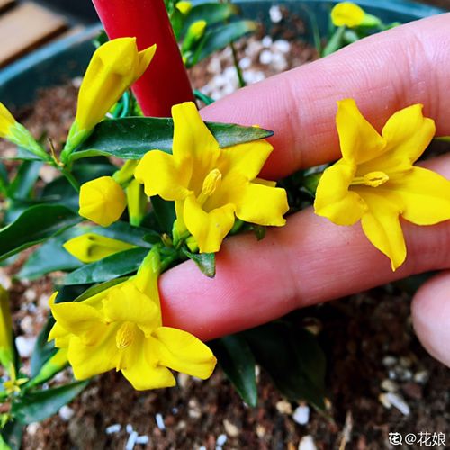 法国香水花怎么养,从土壤到温度，全方位养护指南