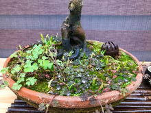 青苔养花有什么好处,绿色养护，焕发植物生机