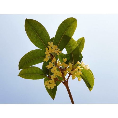 桂花树秋冬怎么养护,温暖过冬，绽放春华
