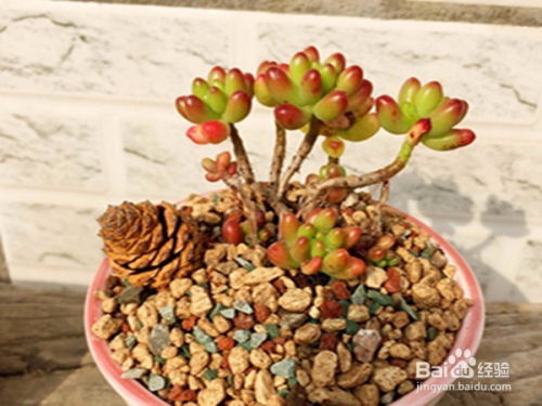 多肉植物疯长怎么解决,多肉植物疯长解决方案揭秘