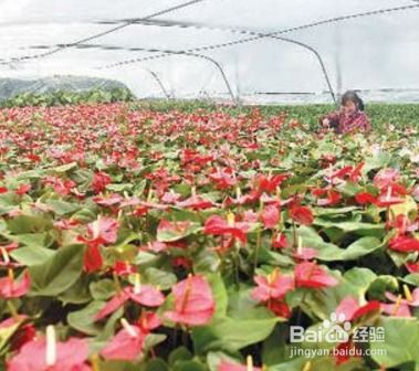 如何种植花卉,从选种到养护的实用指南