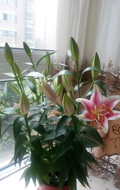 为什么百合有花苞却不开,揭秘百合花苞饱满却不开的秘密