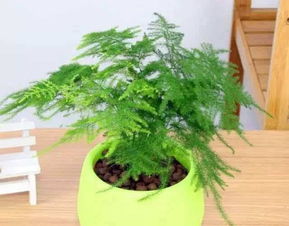 植物文竹怎么养殖方法,打造室内绿色空间的秘诀