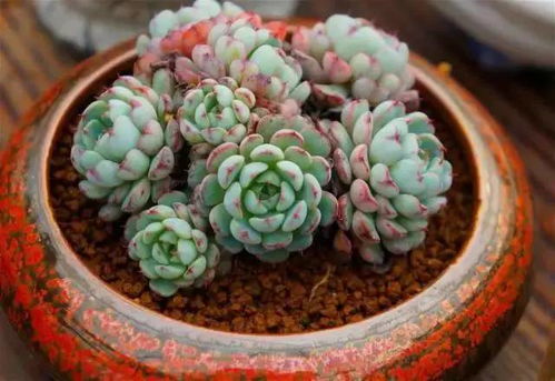 流行什么多肉植物,盘点当下热门的多肉植物品种