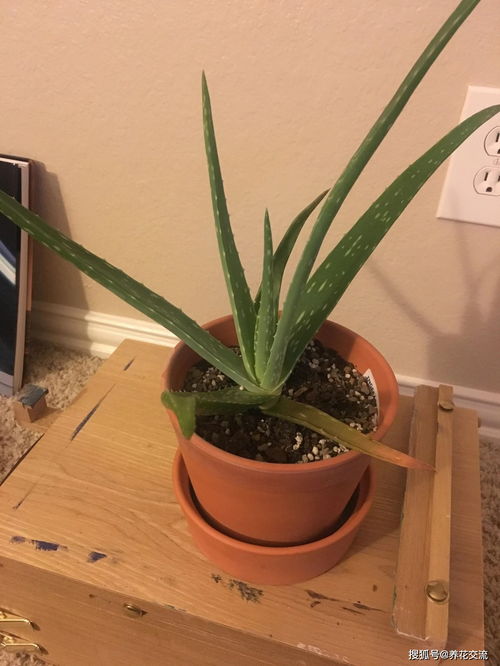 芦荟变红了什么情况,揭秘植物异变背后的奥秘