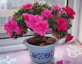 杜鹃花怎么浇水,掌握浇水技巧，让花朵绽放如画