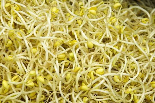 种豆芽准备什么,从选种到收获的全方位准备指南