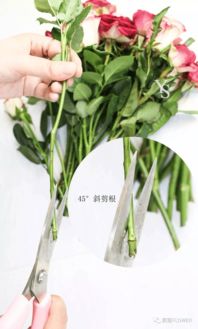 冬青花束怎么养