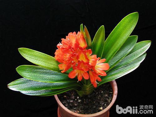 君子兰怎么才能开花,开启花朵的五大关键步骤