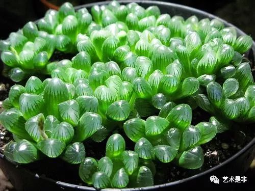 为什么玉露不分株,揭秘不分株的独特生长奥秘