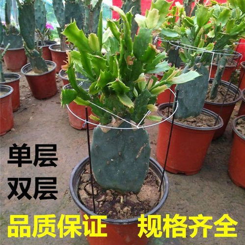 如何嫁接仙人掌,打造独特多肉植物的艺术之旅