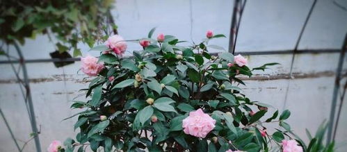 花卉土太硬如何换,花卉换土攻略