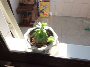 观音莲长串怎么办