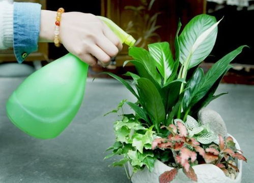 冬季如何正确浇花,科学浇花指南