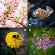 四季各有什么花,春桃夏荷秋菊冬梅